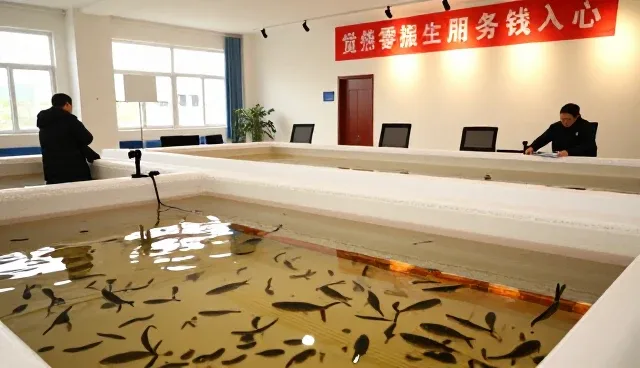 水质管理在鲫鱼苗养殖中的关键影响与选型考量